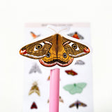 British Moths Stickers