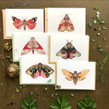  Polanshek of the Hills Moths Small Card Pack - Collector Set 1