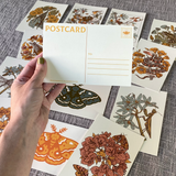 Postcard Set Mustard Beetle